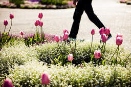 Eine Person genießt die Frühlingsfarben von rosa Tulpen während eines Spazierganges im Kurpark Bad Füssing.