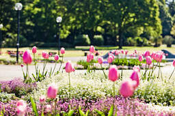 In einem Park in Bad Füssing wachsen im Frühling unzählige, wundervolle, pinke Tulpen